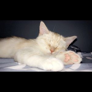 Meet your Posher, Rainy